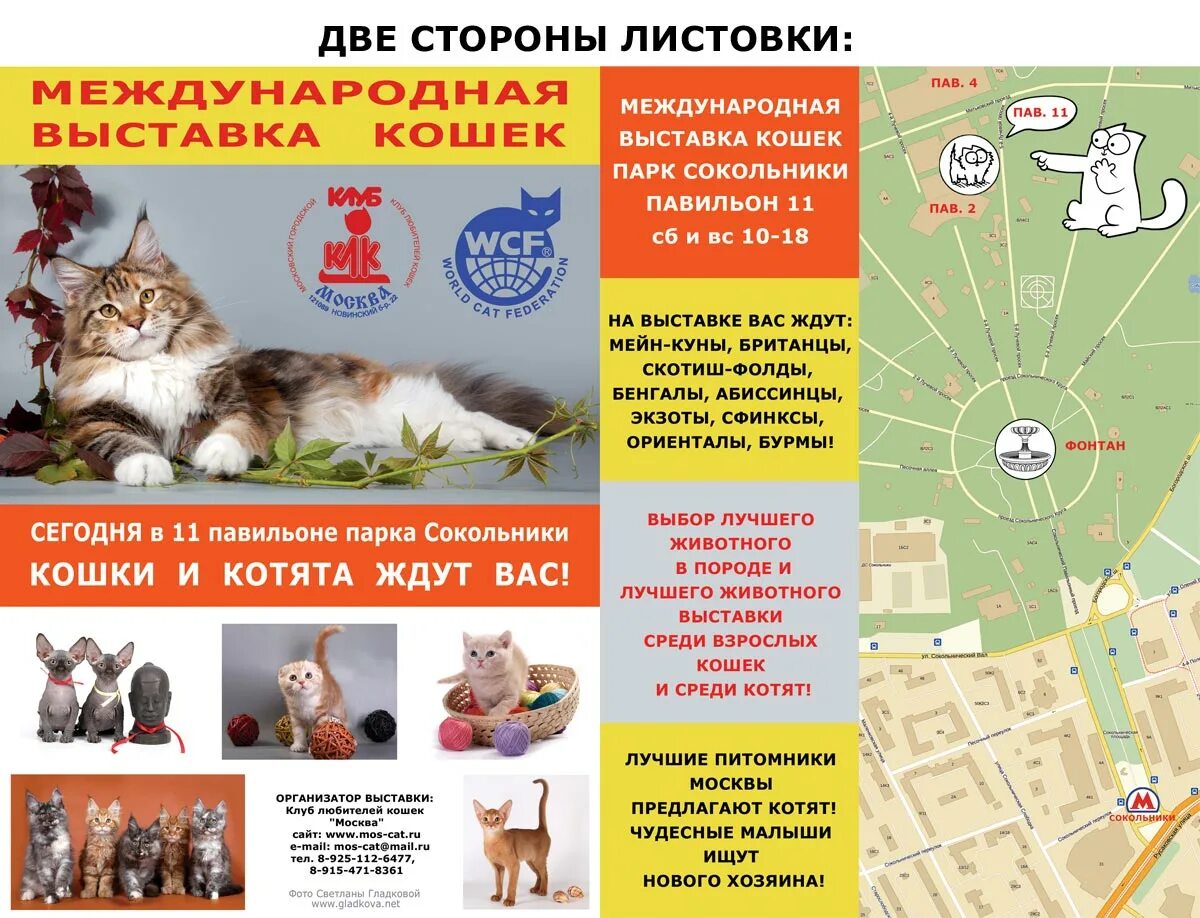 Листовка Кошачья выставка. Флаер выставка кошек. Выставка кошек Мурманск. Клуб кошек реклама.
