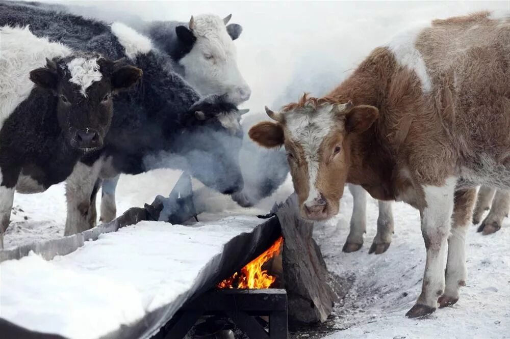Содержание коровы зимой. Корова зимой. домашние животные зимой. сельское хозяйство зимой. корова в снегу.