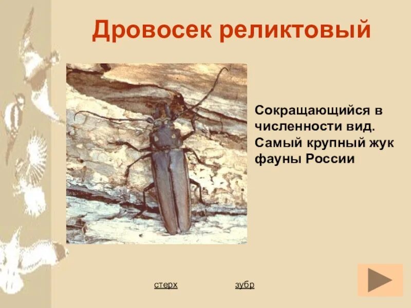 Почему дровосек занесен в красную книгу. Жук реликтовый дровосек красная книга. дровосек реликтовый красная книга. проект дровосек реликтовый красная книга. дровосек реликтовый красная книга для детей краткое.