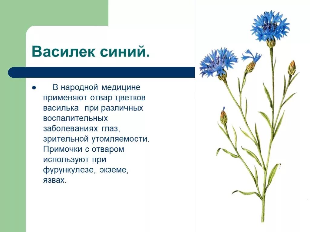 Какой тип питания характерен для василька. Трава Василек в аптеке. Василек синий лекарственное растение. Василек синий характеристика. Василек характеристика растения.