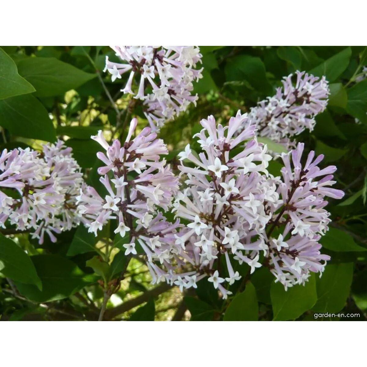 Syringa velutina. Сирень Miss Kim Syringa. Сирень мисс