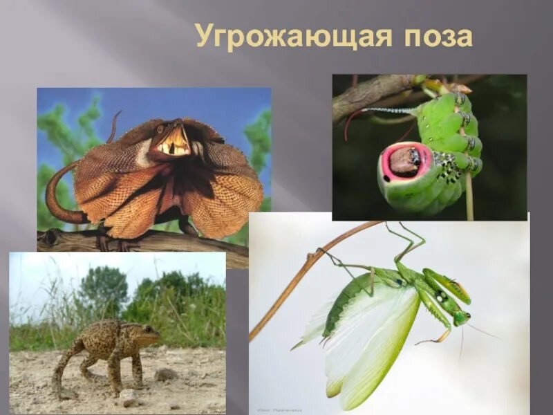 Отпугивающее поведение примеры. Угрожающие позы животных. угрожающая поза у животных примеры. приспособительное поведение угрожающая поза. угрожающие позы биология.