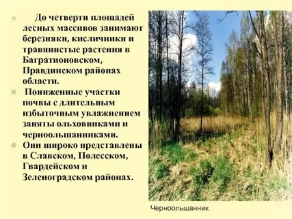 Найдите площадь лесного массива