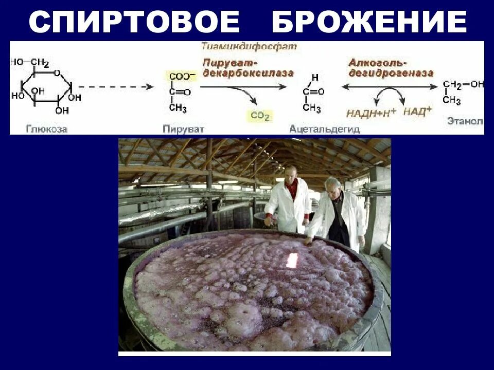 Спиртовое брожение дрожжей. Химическая реакция спиртового брожения дрожжей. Спиртовое брожение Глюкозы цикл. Брожение Глюкозы дрожжи.