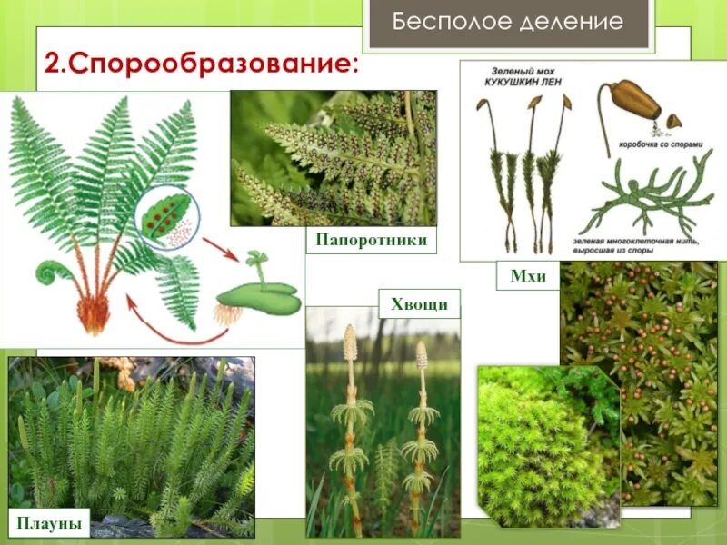 Плауны размножаются семенами. Плауны хвощи папоротники. Мхи хвощи плауны. Мхи папоротники хвощи плауны. Плаун Щитовник.