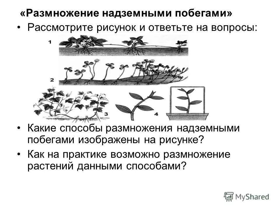 Какое значение имеет вегетативное размножение в природе. Размножение надземными побегами.