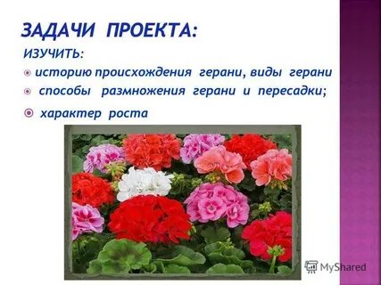 Происхождение герани