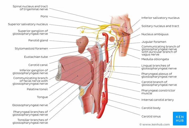 Glossopharyngeal nerve Anatomy. Языкоглоточный нерв анатомия схема. Glossopharyngeal nerve Branches. Glossopharyngeal nerve injury. Освобождение нерва латынь