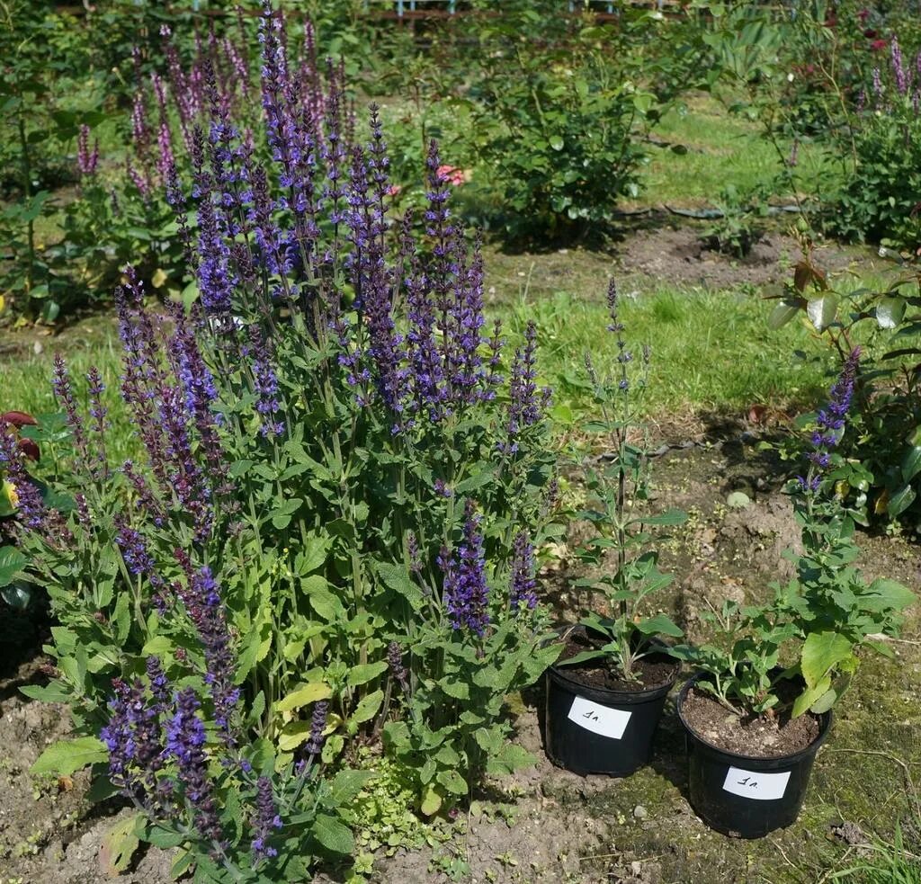 Шалфей дубравный blauhugel. Шалфей дубравный (salvia nemorosa `ostfriesland`). Шалфей дубравный blauhügel. Шалфей высокий. Шалфей высокий.