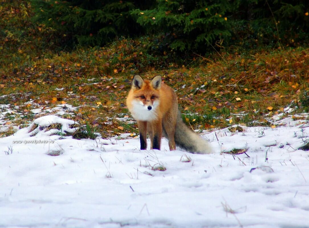 Лиса лесная. «лиса в лесу». Лиса обыкновенная в лесу. Лиса вышла из леса. Лиса в зимнем лесу.