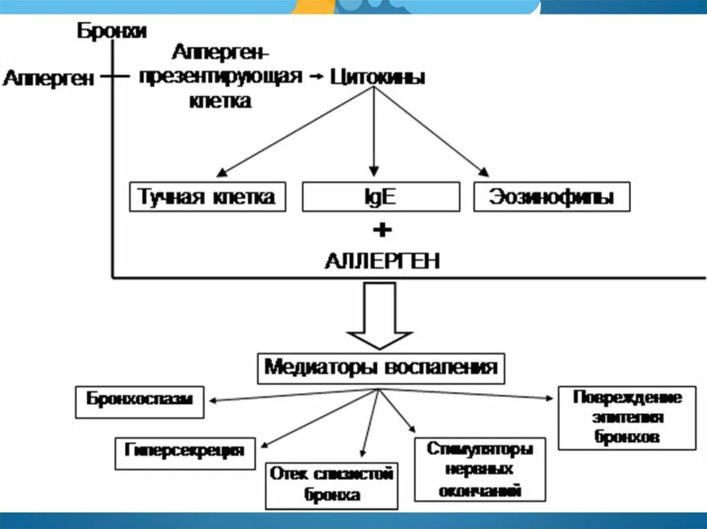 Схема бронхита. Графологическая структура бронхиальной астмы. Механизм развития бронхиальной астмы схема. Патогенез бронхиальной астмы схема. Бронхоспазм патогенез схема.