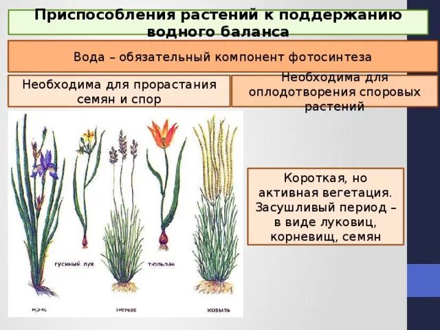 Ксерофиты и гидрофиты. Приспособления растений к поддержанию водного баланса. Приспособления водных растений. Приспособленность растений к окружающей среде.