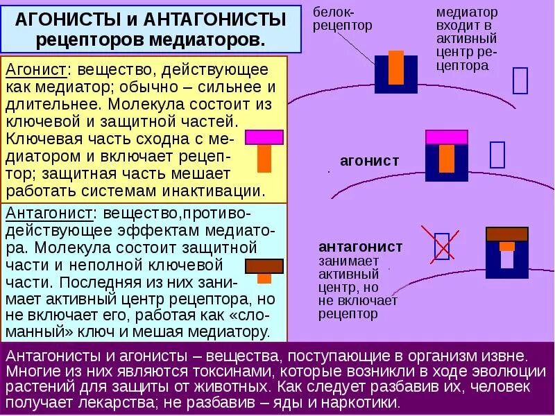 Антагонист рецепторов это. Агонисты и антагонисты рецепторов. Типы взаимодействия агонистов и антагонистов с рецепторами. Понятие о специфических рецепторах агонистах и антагонистах. Лекарства агонисты и антагонисты.