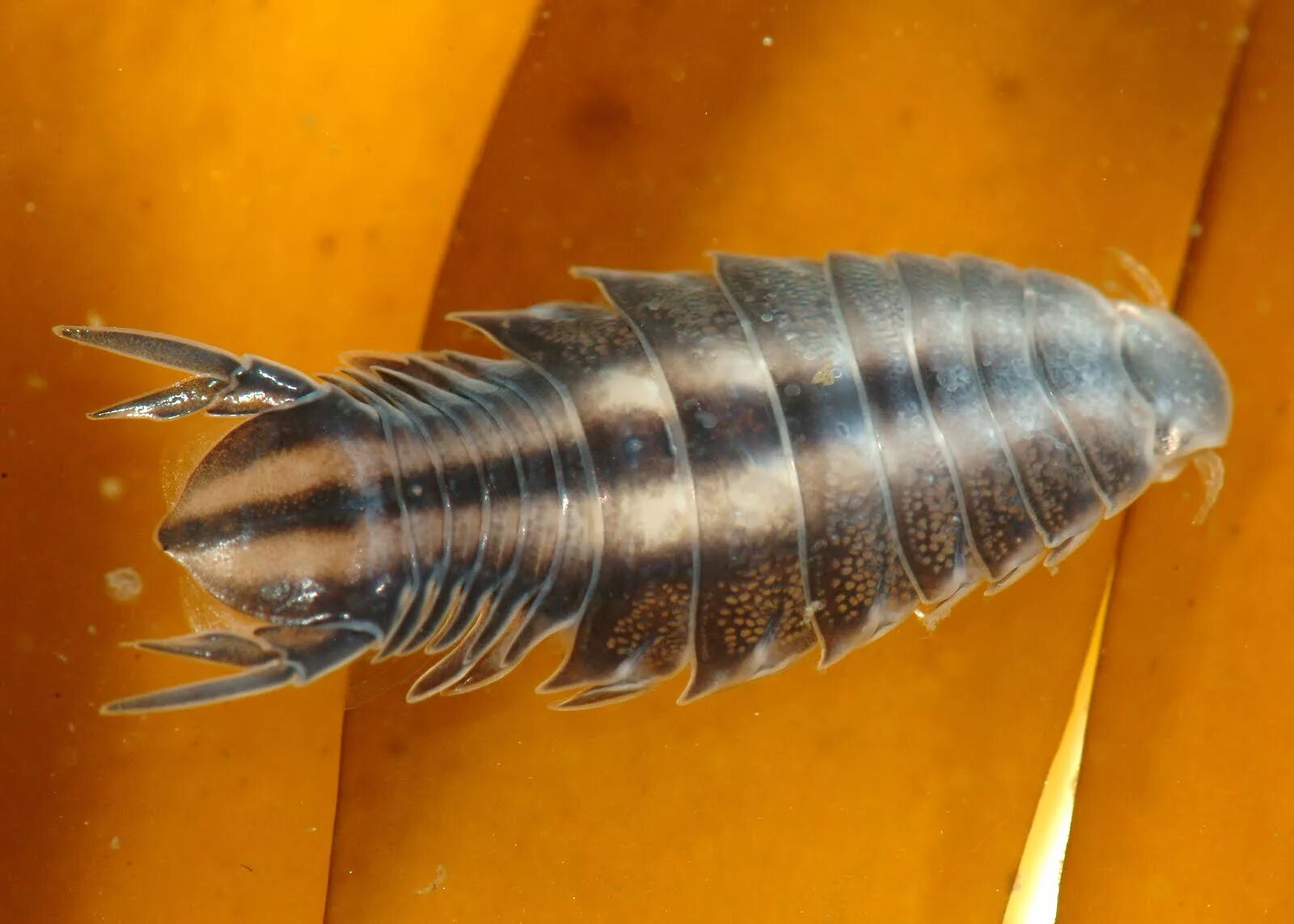 Мокрица паразит. Мокрица-паразит cymothoa exigua.