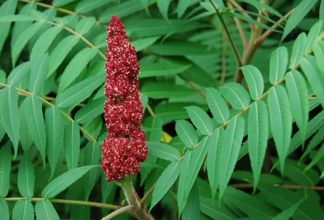 Сумах оленерогий Rhus typhina. Сумах дубильный (Rhus coriaria. Сумах ядоносный (лаковое дерево). Сумах оленерогий уксусное дерево. Сумах для чего используется