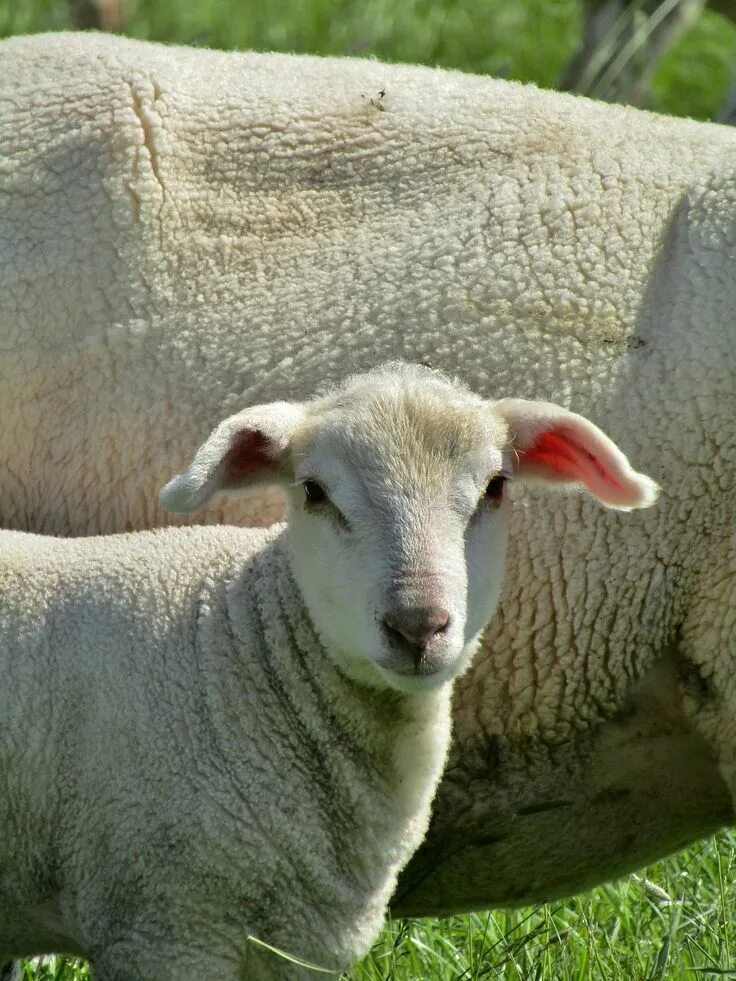 Овцы меринос. Баран меринос. Австралийский меринос порода овец. Овцы мериносовой породы. Мериносовая Овечка.