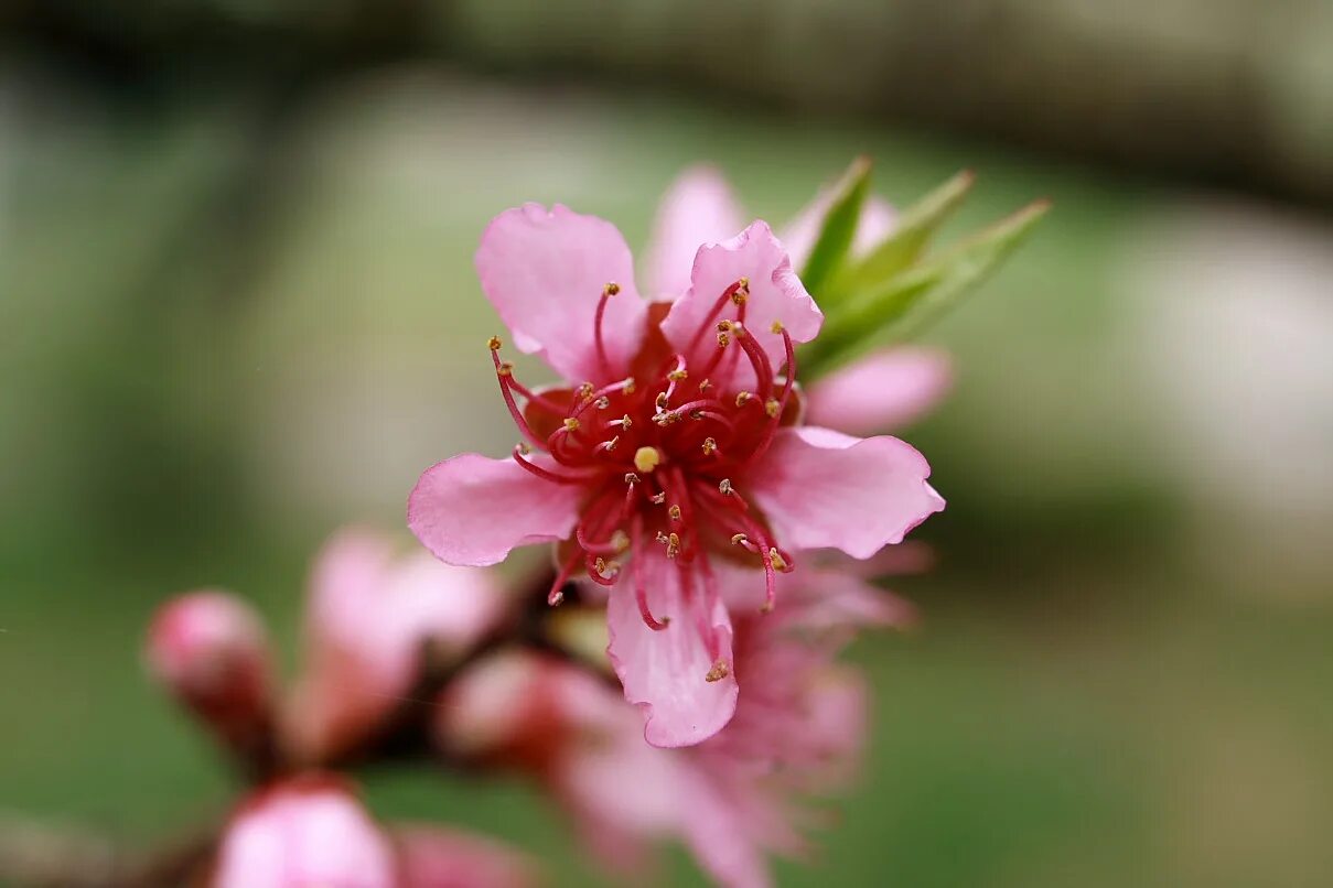 Цветущие персиковые деревья. Nectarine blossoms. Peach blossom ultimate. Пич блоссом. Весеннее цветение.