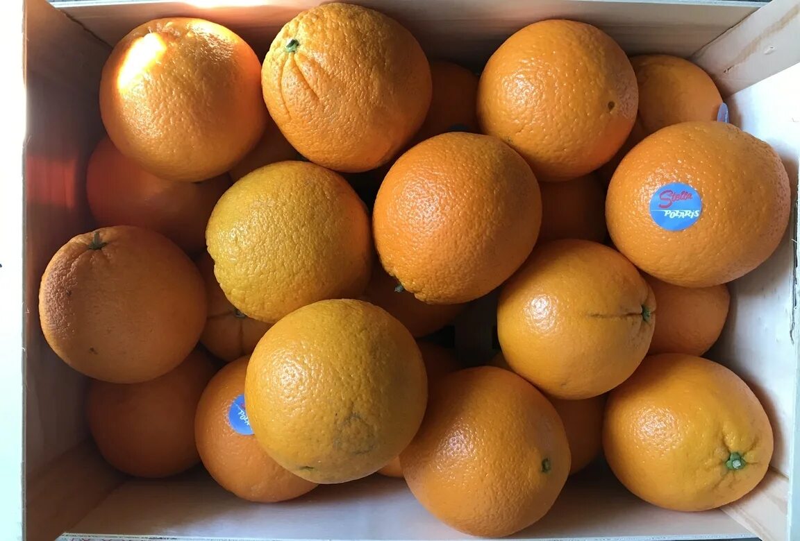 Апельсины страны производители. Апельсины (Египет) / сорт «Валенсия». Мандарины Испания. Испанский апельсин. Испания апельсины.