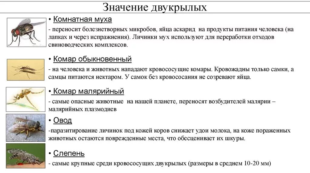 Двукрылые значение в природе и жизни человека