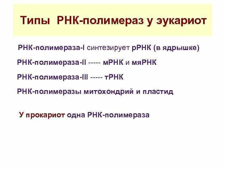 Рнк полимераза 2 функции. Типы рнк. виды рнк полимераз. днк полимеразы эукариот. функции днк-полимеразы рнк полимеразы.