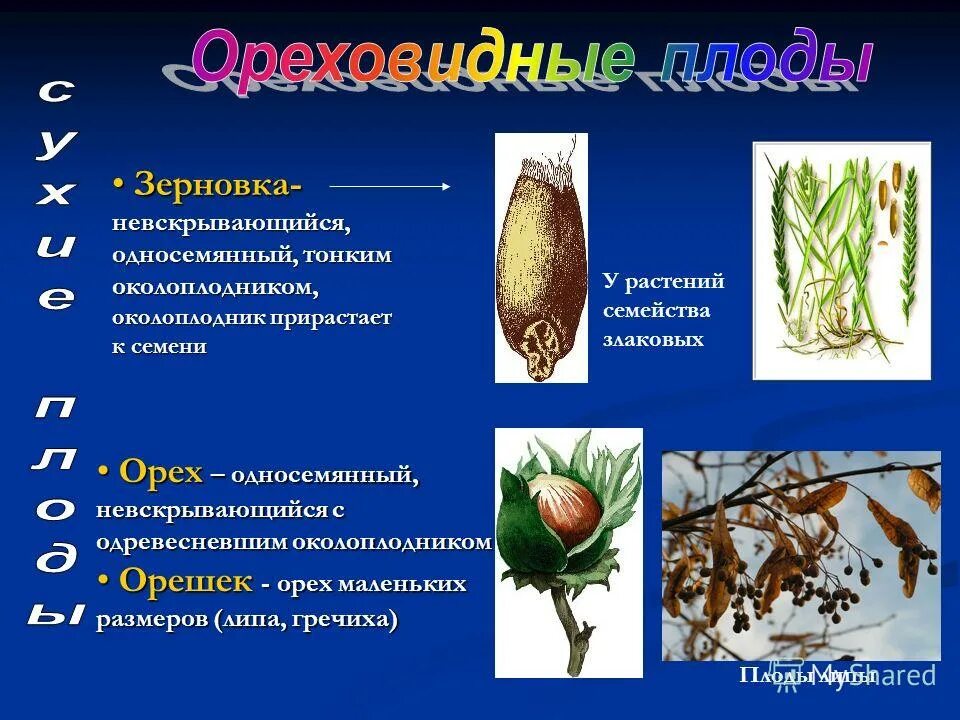 Плод зерновка характерен для растения. Плод зерновка характерен для растения