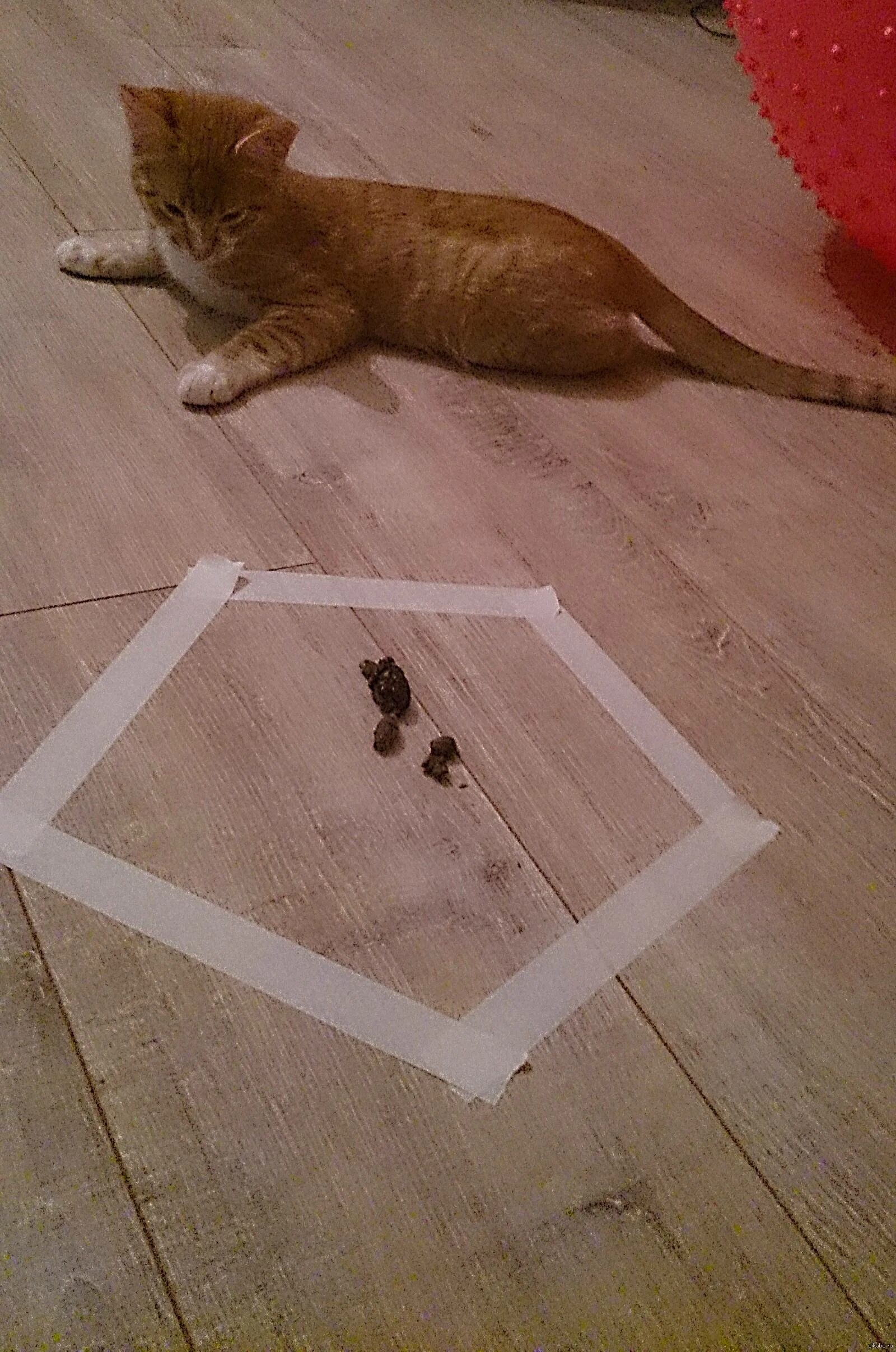 Как поймать кота который боится людей