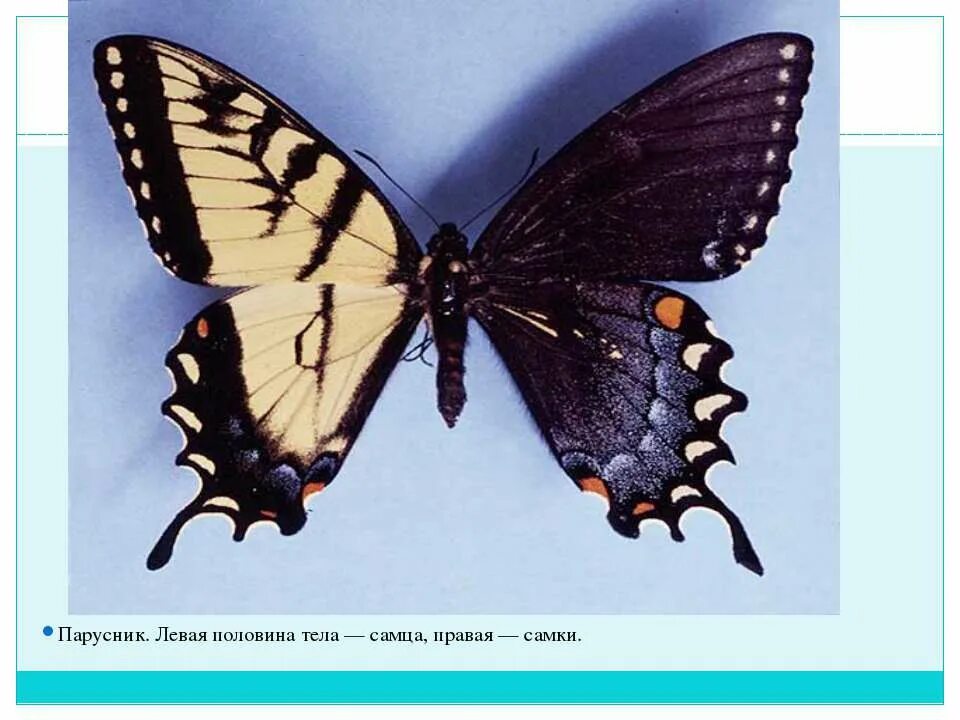 Значение чешуекрылых в природе. Чешуекрылые бабочки значение. Чешуекрылые насекомые характеристика. Жесткокрылые и чешуекрылые. Отряд чешуекрылые представители.