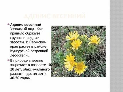Растения пермского края занесенные в красную