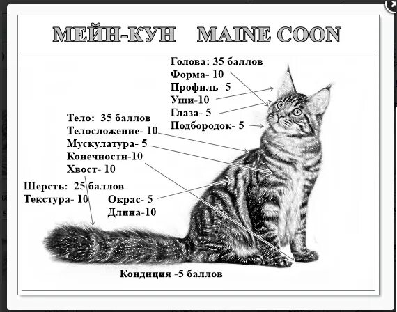 Котята Мейн-кун 1.5 месяца вес. Норма веса Мейн куна в 4 месяца. Мейн кун таблица веса по возрасту. Вес котенка Мейн куна по месяцам таблица. Вес котят по месяцам мейн