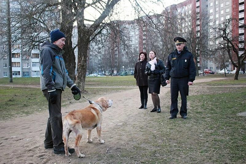 Выгул собак. Прогулка с собакой в наморднике. Рейд по собакам. Встреча собачников. Собака гуляет без хозяина