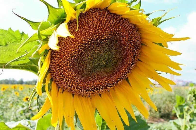 Подсолнух применение. Соцветие подсолнечника. Продукция из семян подсолнечника. Использование подсолнечника человеком. Декоративный подсолнух и лен в саду.