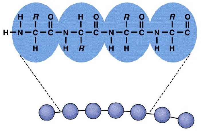 Первичная структура молекулы белка формируется в процессе. Primary structure of protein. первичная структура. структура протеина. строение белка протеин.