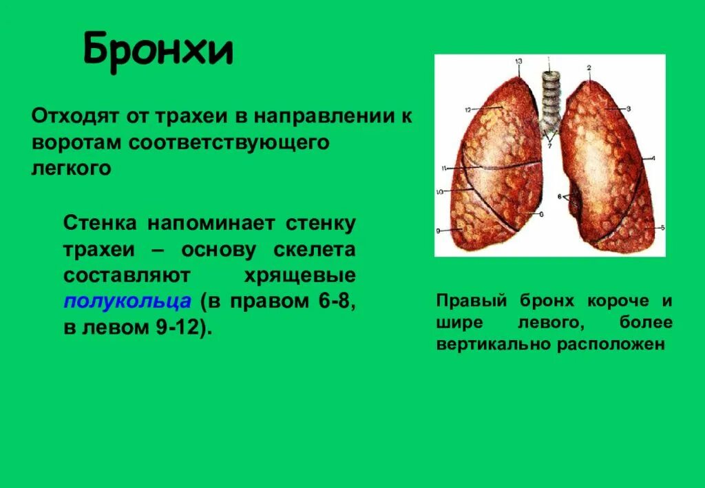Структура состоящая из хрящевых полуколец
