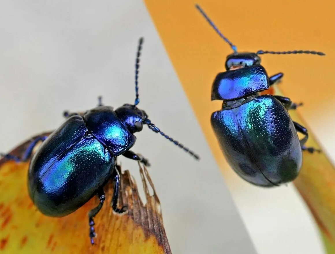 Синий жук в качестве. Chrysolina coerulans. майский жук листоед. листоед синеполосый. синие жуки листоеды.