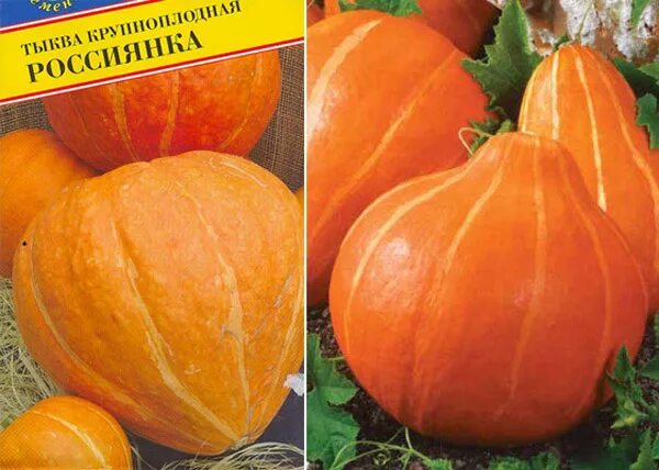 Тыква россиянка описание