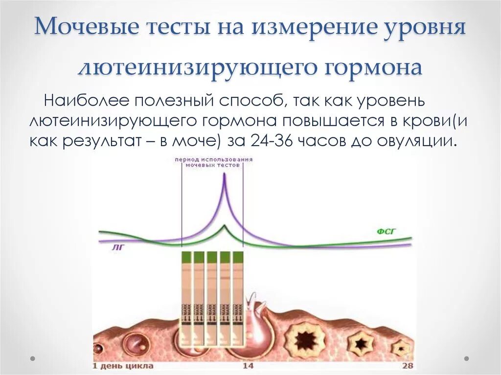 Тест на степень внушаемости мерзляковой. Лютеинизирующего гормона. Повышение уровня лютеинизирующего гормона по тесту. Лютеинизирующий гормон функции. Лютеинизирующий гормон избыток.