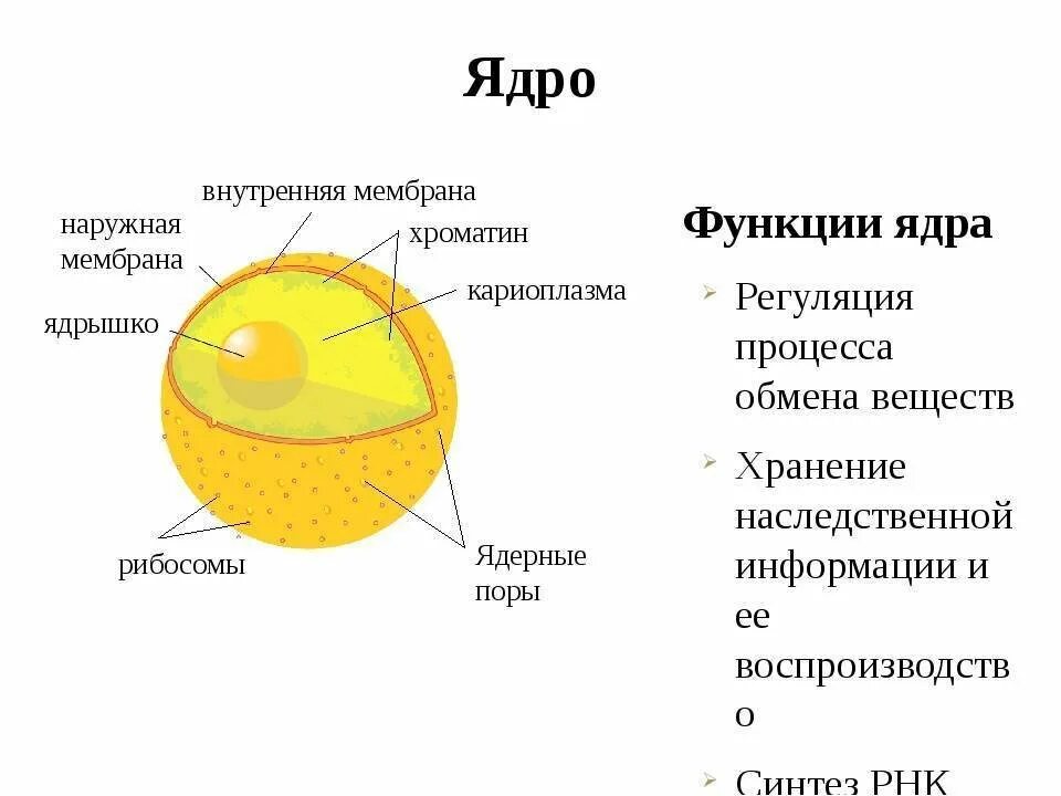 Ядро рисунок и описание