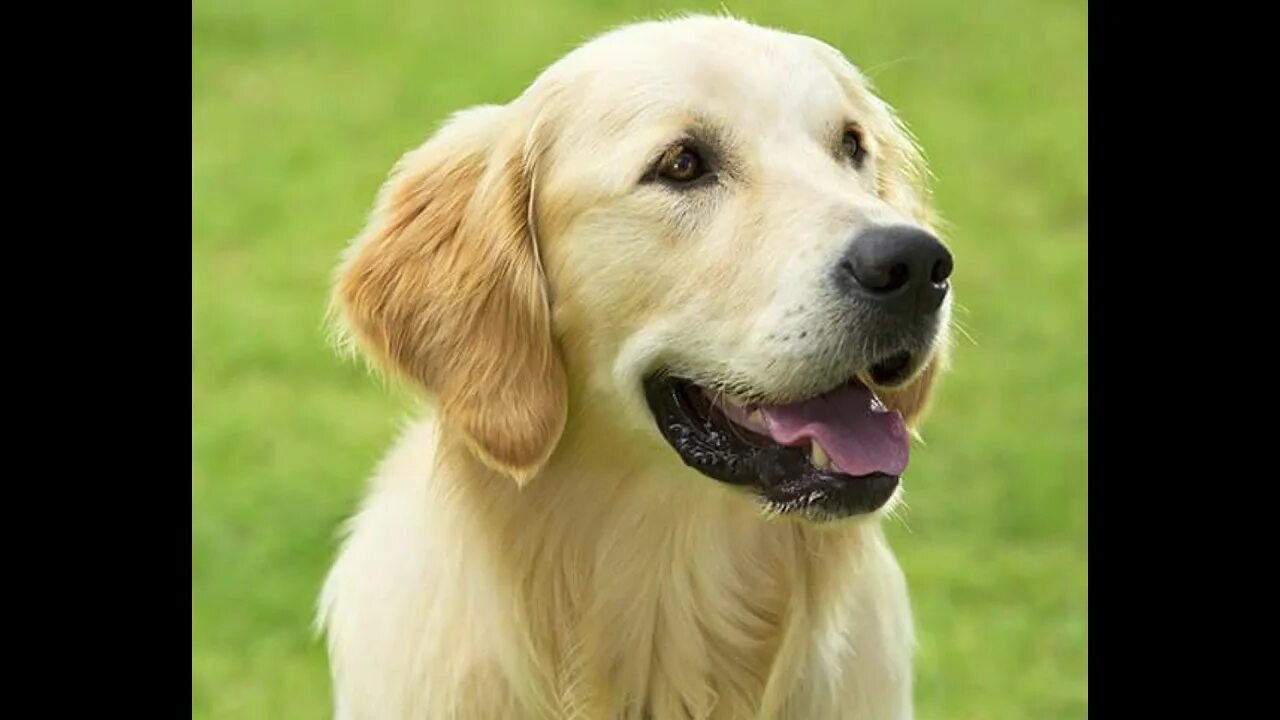 Il cane. Il cane. Чиро собака. Il cane. Чиро собака.
