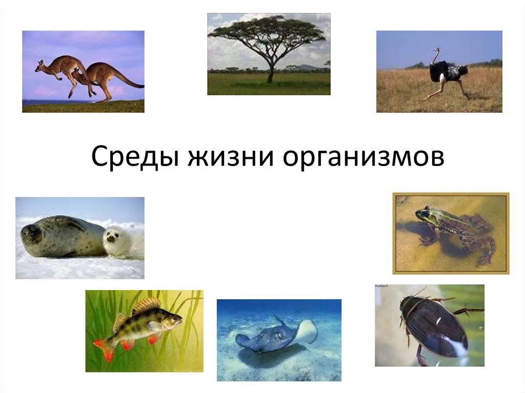 Название живых организмов обитающих в данной среде. Среды жизни. среда обитания. среды обитания организмов. водная среда обитания.