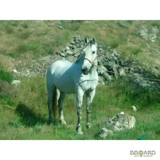 Продам конь есть