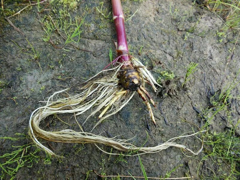 Корневища фс