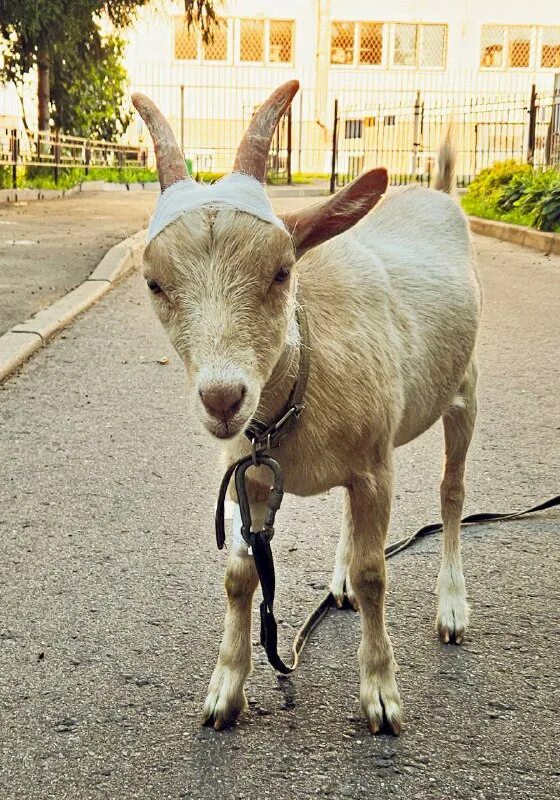 коза из мультика. европейская коза. олишевка черниговская область. коза машка. коза машка.