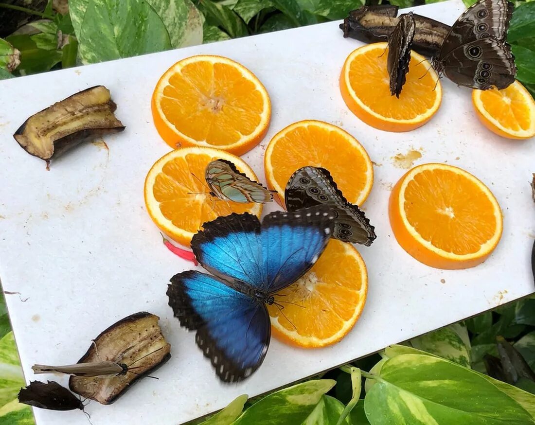 Бабочка на фруктах. Ферма бабочек. Бабочка на апельсине. Тропическая бабочка фрукты. Чем кормить домашних бабочек