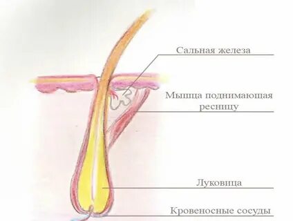 Волосяной луковицей называется