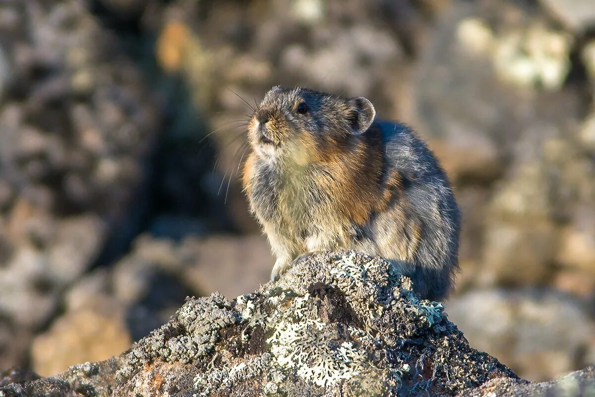 лемминги на кольском полуострове. лемминг животное обитает. лемминги на кольском полуострове. лемминг животное обитает. копытный лемминг.