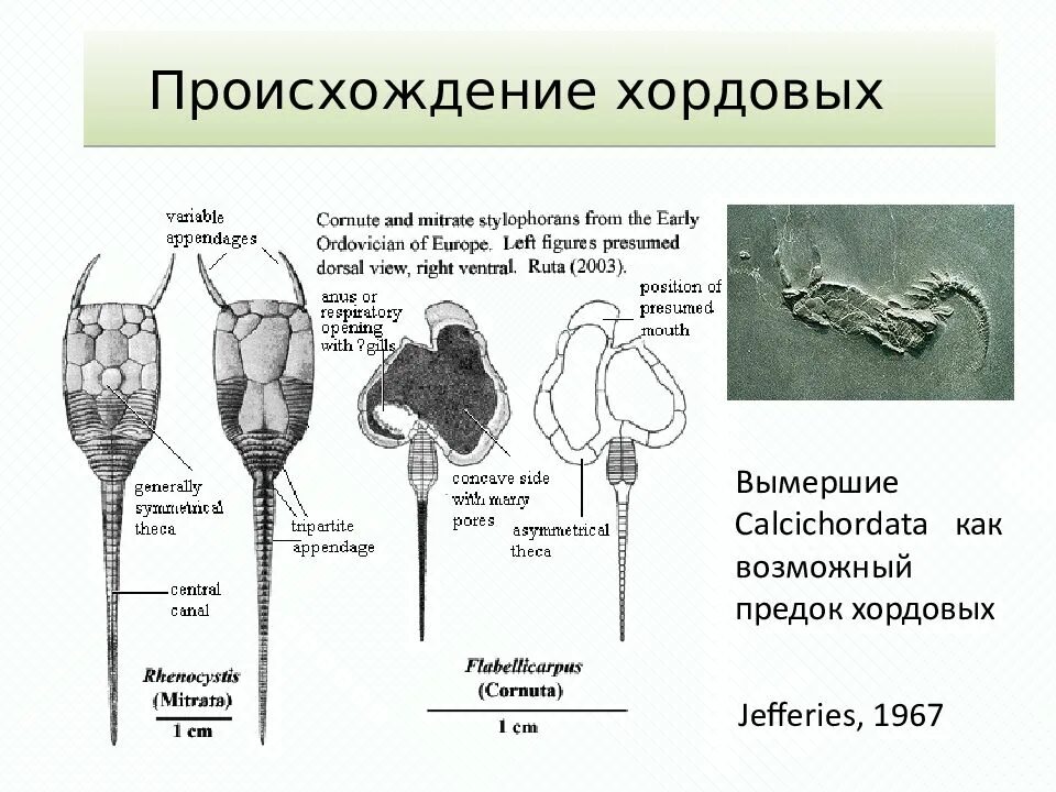 Почему появление хордовых является важнейшим этапом эволюции. Происхождение хордовых животных. эволюция хордовых. этапы развития хордовых. предки хордовых.