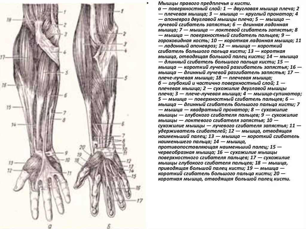 Предплечье окружающий мир 4 класс. Мышцы верхней конечности – область предплечья (передняя группа). Поверхностные мышцы предплечья вид спереди. Поверхностный слой передней группы мышц предплечья. Сгибатели предплечья мышцы анатомия.