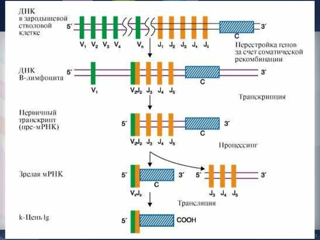 Закон т моргана кратко. Мутации в гене р53. Ген т. Перестройка генов иммуноглобулинов. Ген 53.