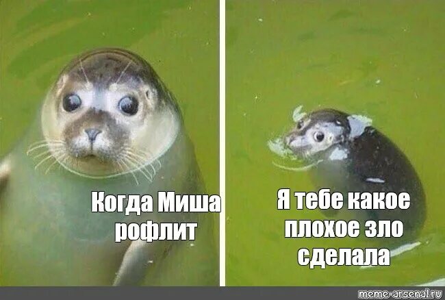 Обиженный морской котик. Я тебе что то плохое сделал. Я тебе что то плохое сделал. Я тебе что то плохое сделал. Какое ззло я тебе сделал.