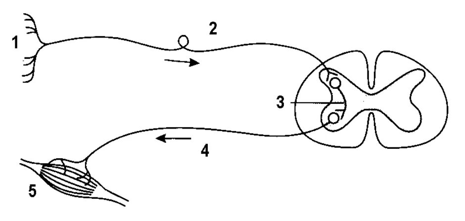 Строение рефлекторной дуги рисунок. Рефлекс строение рефлекторной дуги. Двухнейронная рефлекторная дуга. Рефлекс. Рефлекторная дуга (схема, функции каждого звена).. Схема простой рефлекторной дуги соматического рефлекса.